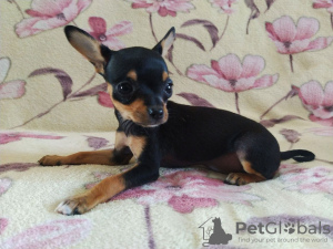 Additional photos: Russian Toy Terrier girl