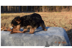 Photo №2 to announcement № 168785 for the sale of yorkshire terrier - buy in United Arab Emirates 