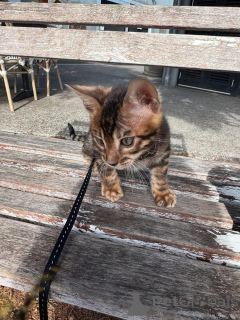 Photo №2 to announcement № 153283 for the sale of bengal cat - buy in Sweden private announcement
