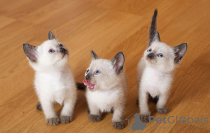 Photo №1. siamese cat - for sale in the city of Herne | Is free | Announcement № 106390