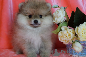 Additional photos: Mini Pomeranian boy