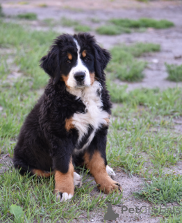 Photo №2 to announcement № 140153 for the sale of bernese mountain dog - buy in Ukraine from nursery, breeder