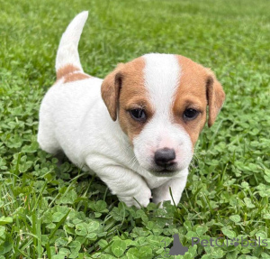 Photo №2 to announcement № 157579 for the sale of jack russell terrier - buy in Germany private announcement