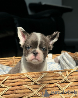 Photo №3. French bulldog puppy available for adoption. Germany