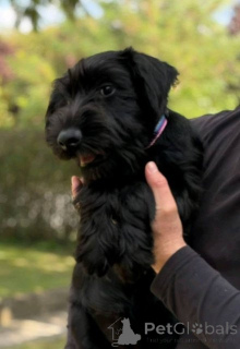 Photo №2 to announcement № 176874 for the sale of standard schnauzer - buy in Serbia 
