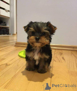 Photo №3. Yorkie puppies available for adoption. United States