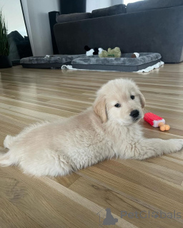 Photo №1. golden retriever - for sale in the city of Берлинген | negotiated | Announcement № 140717