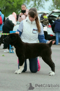 Photo №4. I will sell central asian shepherd dog in the city of Пкиин. breeder - price - 1248$