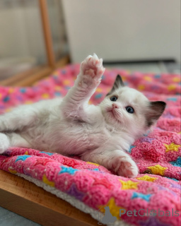 Photo №2 to announcement № 158062 for the sale of ragdoll - buy in Germany breeder