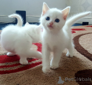 Photo №1. turkish angora - for sale in the city of Warsaw | 258$ | Announcement № 155929