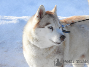 Photo №1. siberian husky - for sale in the city of Москва | Is free | Announcement № 36722