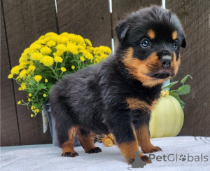 Photo №1. rottweiler - for sale in the city of Berlin | Is free | Announcement № 155032
