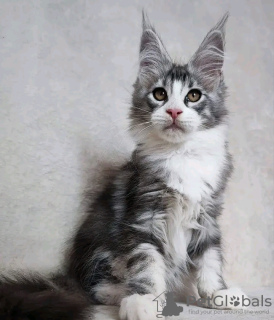 Photo №3. Healthy cute adorable Maine coon kittens available now for sell. United States