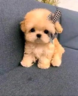 Photo №2 to announcement № 151119 for the sale of  - buy in Belgium private announcement, from nursery