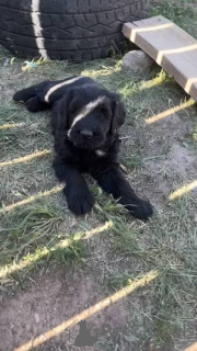 Photo №3. Priceless Giant Schnauzer Puppies For Adoption. Ukraine