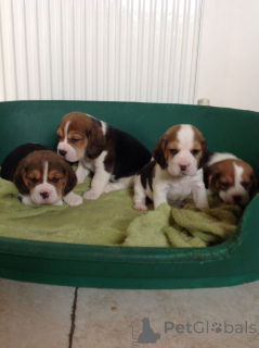 Photo №1. beagle - for sale in the city of Brutten | 500$ | Announcement № 171193