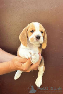 Photo №4. I will sell beagle in the city of Bečej.  - price - negotiated