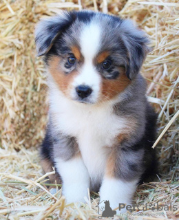 Photo №1. australian shepherd - for sale in the city of Prague | negotiated | Announcement № 111615