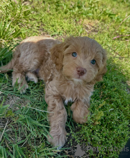Photo №2 to announcement № 169007 for the sale of non-pedigree dogs - buy in Germany breeder