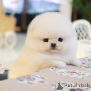 Photo №1. pomeranian - for sale in the city of Ohio | 400$ | Announcement № 151886