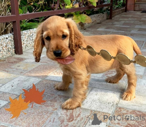 Photo №3. Cocker Spaniel Puppies. Sweden