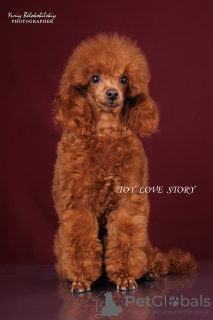 Photo №1. poodle (toy) - for sale in the city of Kiev | 2113$ | Announcement № 111800