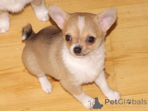 Photo №4. I will sell chihuahua in the city of Zürich. breeder - price - negotiated