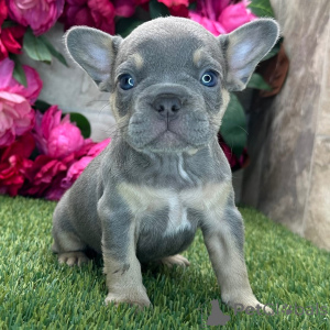Photo №3. Sherlock French Bulldog Male 8 weeks old Ready to go home. United States