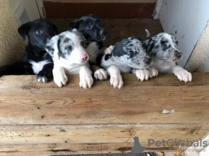 Photo №1. bearded collie - for sale in the city of Wyoming | 300$ | Announcement № 35940