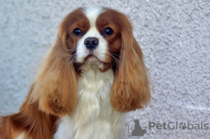 Photo №3. Cavalier Kings Charles Spaniel Puppies. Poland