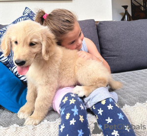 Photo №1. golden retriever - for sale in the city of Франкфурт-на-Майне | 359$ | Announcement № 104088