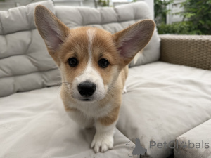 Photo №3. Female Welsh Corgi Pembroke FCI - tested parents. Poland