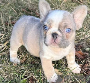 Photo №2 to announcement № 163488 for the sale of  - buy in Austria 