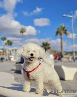 Photo №2 to announcement № 102948 for the sale of bichon frise - buy in United States private announcement, from nursery