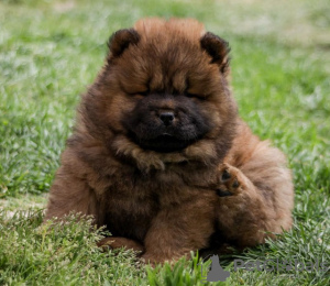 Additional photos: Chow Chow