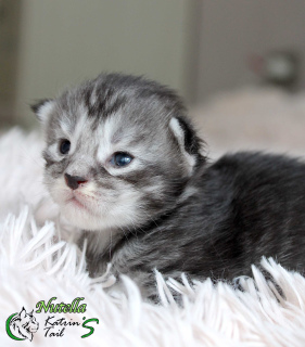 Photo №1. maine coon - for sale in the city of St. Petersburg | 509$ | Announcement № 6891