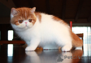 Photo №1. exotic shorthair - for sale in the city of Ankum | negotiated | Announcement № 169459