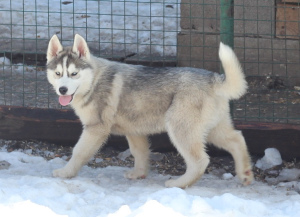 Photo №4. I will sell siberian husky in the city of Samara. from nursery, breeder - price - 200$