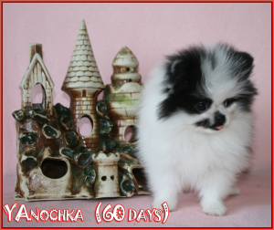 Photo №2 to announcement № 6924 for the sale of pomeranian - buy in Russian Federation from nursery