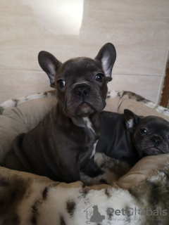 Photo №3. Affordable French Bulldog puppies available. Netherlands