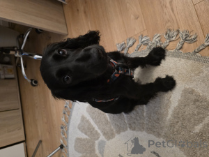 Photo №2 to announcement № 148395 for the sale of english cocker spaniel - buy in Poland private announcement