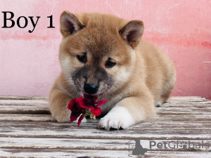 Photo №3. shiba inu. Hungary