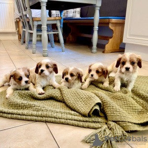 Photo №2 to announcement № 131474 for the sale of cavalier king charles spaniel, cavalier king charles spaniel - buy in Belgium private announcement, breeder