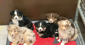 Photo №1. australian shepherd - for sale in the city of Augsburg | negotiated | Announcement № 175288