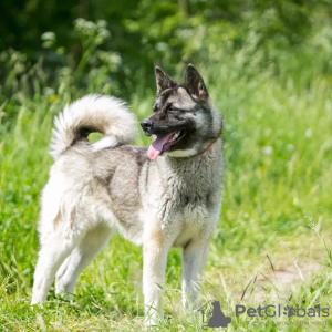 Photo №2 to announcement № 123067 for the sale of non-pedigree dogs - buy in Russian Federation 