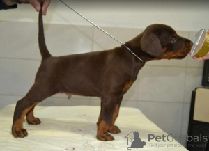 Additional photos: Doberman puppies