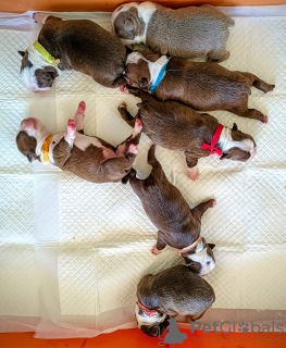 Additional photos: Boston Terrier - colored puppies with pedigree