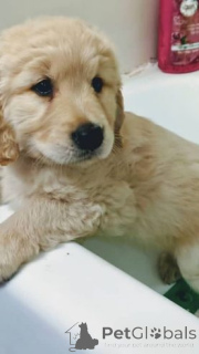 Photo №3. Outstanding Golden Retriever puppies available to go into pet loving families. Philippines