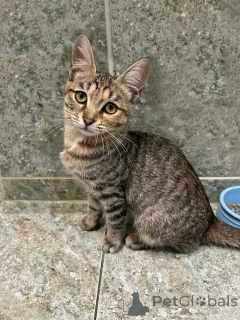 Photo №2 to announcement № 155852 for the sale of  - buy in Russian Federation private announcement