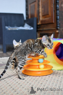 Photo №2 to announcement № 166567 for the sale of bengal cat - buy in Belarus private announcement, from nursery, breeder